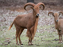 Load image into Gallery viewer, CHEROKEE TRACE SAFARI