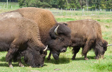 Load image into Gallery viewer, CHEROKEE TRACE SAFARI