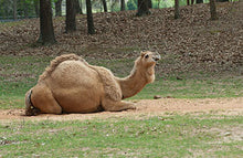 Load image into Gallery viewer, CHEROKEE TRACE SAFARI