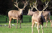 Load image into Gallery viewer, CHEROKEE TRACE SAFARI